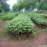 瀘州興隆園林公司供應(yīng)三葉樹(shù)苗，瀘州三葉樹(shù)苗