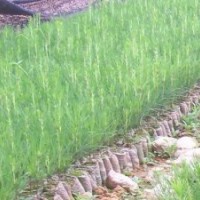 蘋果苗，核桃苗，梨樹苗，桃樹苗，杏樹苗，柿樹苗，棗樹苗
