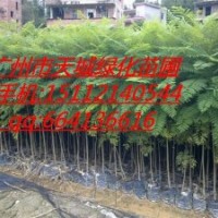 藍花楹小袋苗