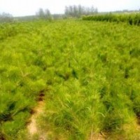 黑松、油松、側(cè)柏、黑松苗、油松苗、側(cè)柏苗、黑松苗木、油松苗木