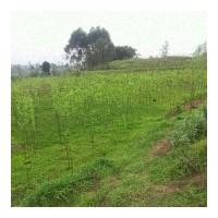 傳均林業(yè)基地專供竹柳3號(hào)、紅楊、紅楓等