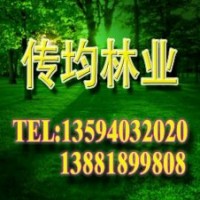 傳均林業(yè)供應(yīng)竹柳 中華全紅楊 紅楓