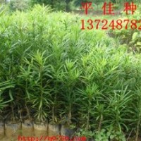 優(yōu)質(zhì)本地羅漢松種苗杯苗,羅漢松樹(shù)苗價(jià)格