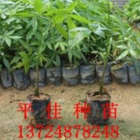 最有實(shí)力的發(fā)財(cái)樹(shù)供應(yīng)商廣州平佳苗場(chǎng)專業(yè)綠化種苗品種齊數(shù)量多
