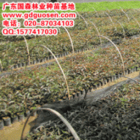 大葉榕—大葉榕價格_廣西大葉榕