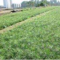 供應(yīng)側(cè)柏容器袋側(cè)柏苗，80-1米側(cè)柏定制苗