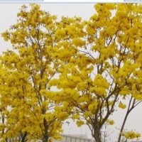 現低價處理10萬黃花楓鈴木 黃槐 藍花楹