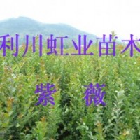 湖北利川紫薇小苗價格紫薇種子癢癢樹