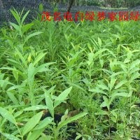 供應(yīng)檀香小苗，印度老山檀香苗