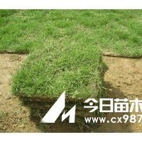 預(yù)定紅櫸樹種，樸樹種子，欒樹小苗，今年秋后發(fā)貨價格低，品種好