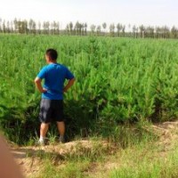 供應(yīng)60-80厘米高樟子松營養(yǎng)杯樹苗10萬株
