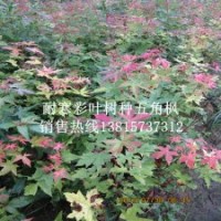 2013年五角楓小苗價(jià)格秀麗槭小苗包成活包運(yùn)費(fèi)