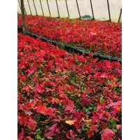 供應(yīng)億方達(dá)園林美秋紅楓小苗