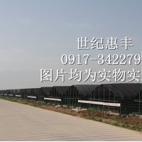 萬畝：紅豆杉|曼地亞紅豆杉小苗、盆景出售