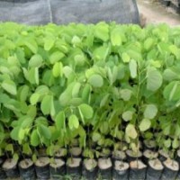 宮粉紫荊、宮粉紫荊樹苗、宮粉紫荊價(jià)格