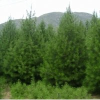 側(cè)柏 白皮松 油松 華山松