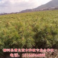 出售紅松樹苗，果松樹苗，紅松苗，紅松價(jià)格