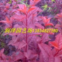 泰安潤澤園藝大批量供應優(yōu)質紅葉碧桃苗，山東紅葉碧桃苗價格