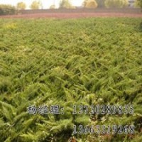 速生柳海源廠家專業(yè)批發(fā)供應