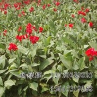 速生柳基地海源廠家供應