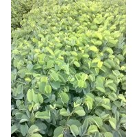 宮粉紫荊苗，宮粉紫荊樹苗，宮粉紫荊小苗