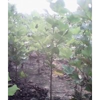法桐苗
