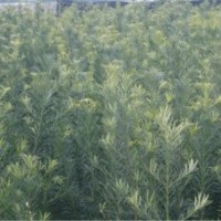 大量出售羅漢松80-100高的 價(jià)格7毛錢