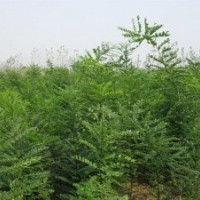 出售1米高，2米高，3米高國槐小苗