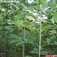 國槐 法桐 白蠟 欒樹 喬灌木及小苗