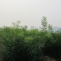 供應(yīng)一年生國槐