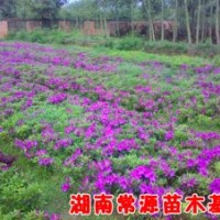紅花繼木小苗價格，紅花繼木球價格，紅葉石楠小苗價格，紅葉石楠