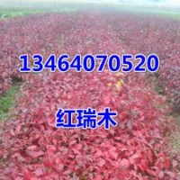 紅瑞木，丁香，連翹，衛(wèi)矛，白蠟，錦帶
