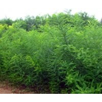 國槐的經(jīng)濟價值，國槐的種植，國槐的規(guī)格，國槐的價格，錦繡國槐