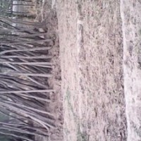 7公分裸根國(guó)槐價(jià)格