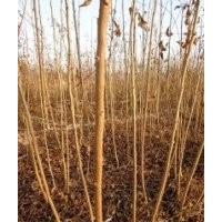 欒樹苗欒樹價格及供應