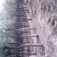 7公分國(guó)槐成活率