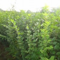 本基地專門供應(yīng)櫸樹，垂柳，樸樹，雞爪槭，美國紅楓，無患子等小
