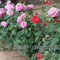高接金葉榆
