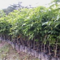 供應(yīng)降香黃檀苗、黃檀樹苗