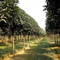 底價(jià)出售大量桂花樹(shù)！