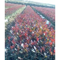 紅葉石楠