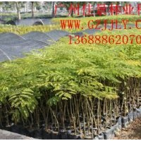 買鳳凰木樹苗鳳凰木種苗鳳凰木種子到廣州佳景林業(yè)種苗苗圃