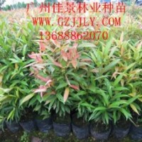 紅車種苗供應(yīng)商供應(yīng)優(yōu)質(zhì)紅車營養(yǎng)苗供應(yīng)紅車價格優(yōu)惠