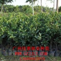 小葉榕營(yíng)養(yǎng)苗小葉榕小袋苗小葉榕種子供應(yīng)廣州佳景林業(yè)種苗苗圃