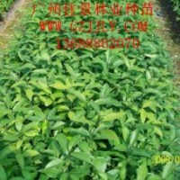 陰香種苗陰香營(yíng)養(yǎng)苗陰香種子，首選廣州佳景林業(yè)種苗苗圃