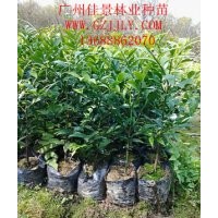 竹柏價(jià)格竹柏營(yíng)養(yǎng)苗竹柏種苗竹柏種子竹柏小袋苗供應(yīng)