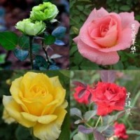 批發(fā)2年生玫瑰盆栽苗月季苗小苗綠玫瑰花苗當(dāng)年可開(kāi)花