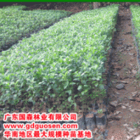 常綠喬木，鐵冬青,桂木,陰香
