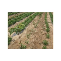 供應(yīng)山東連翹哪里買的好 白蠟國槐櫻桃-山東臻樟園林