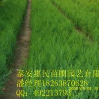 供應山東泰安側柏 油松 黑松 松柏 0.5-3米